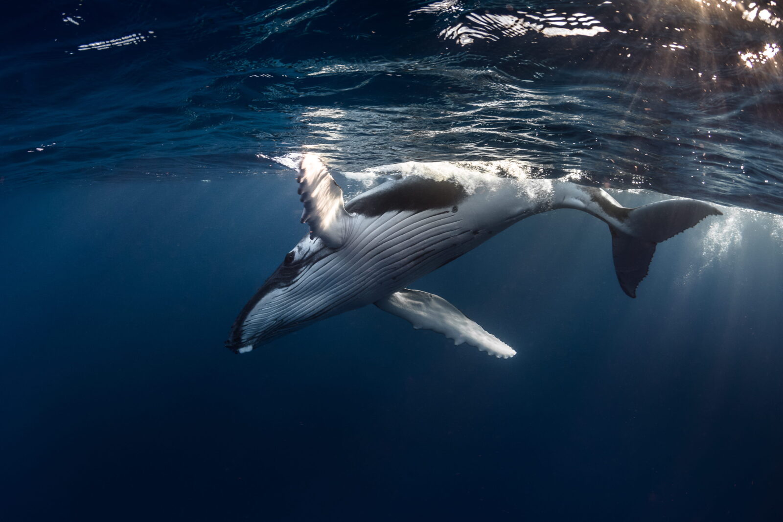A humpback whale swims just beneath the ocean surface, lit by rays of sunlight.