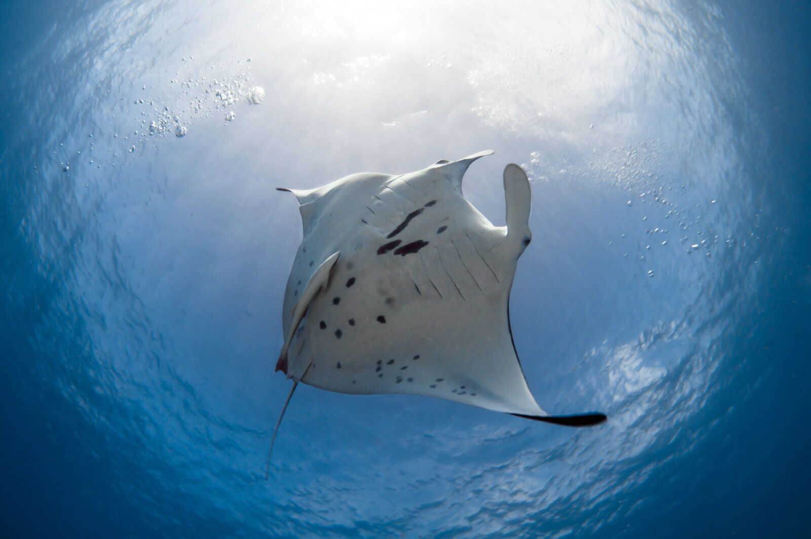 An underwater view of a manta ray swimming, with sunlight filtering down from above.