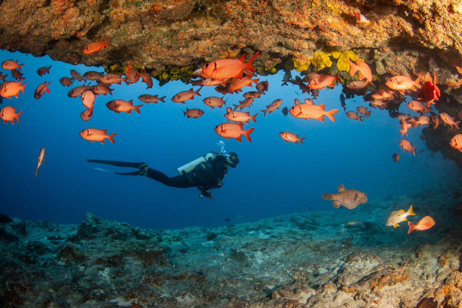 A scuba diver hovers beneath a rocky overhang on a coral reef, surrounded by a large school of orange-pink fish.