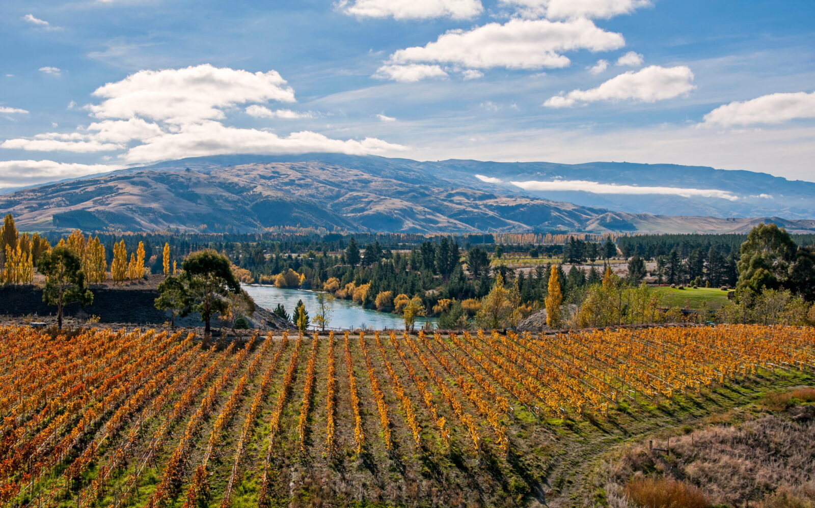 Golden leaves on the vines of a vineyard in Otago, New Zealand
