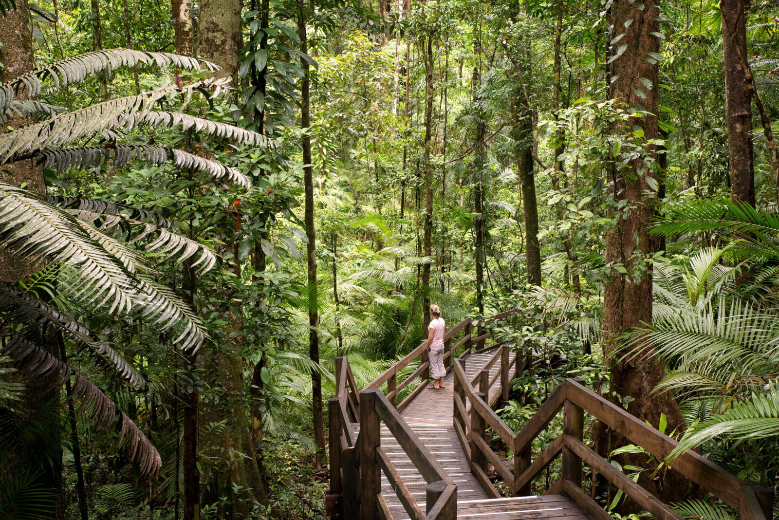 Daintree National Park, rainforest scenery in Queensland, Australia.