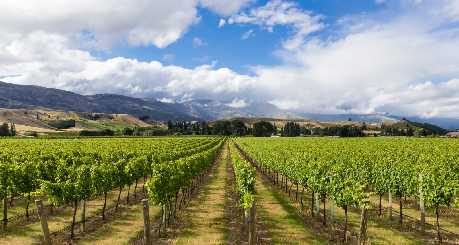 Vineyard in Cromwell, Central Otago, NZ stretches into the distance.