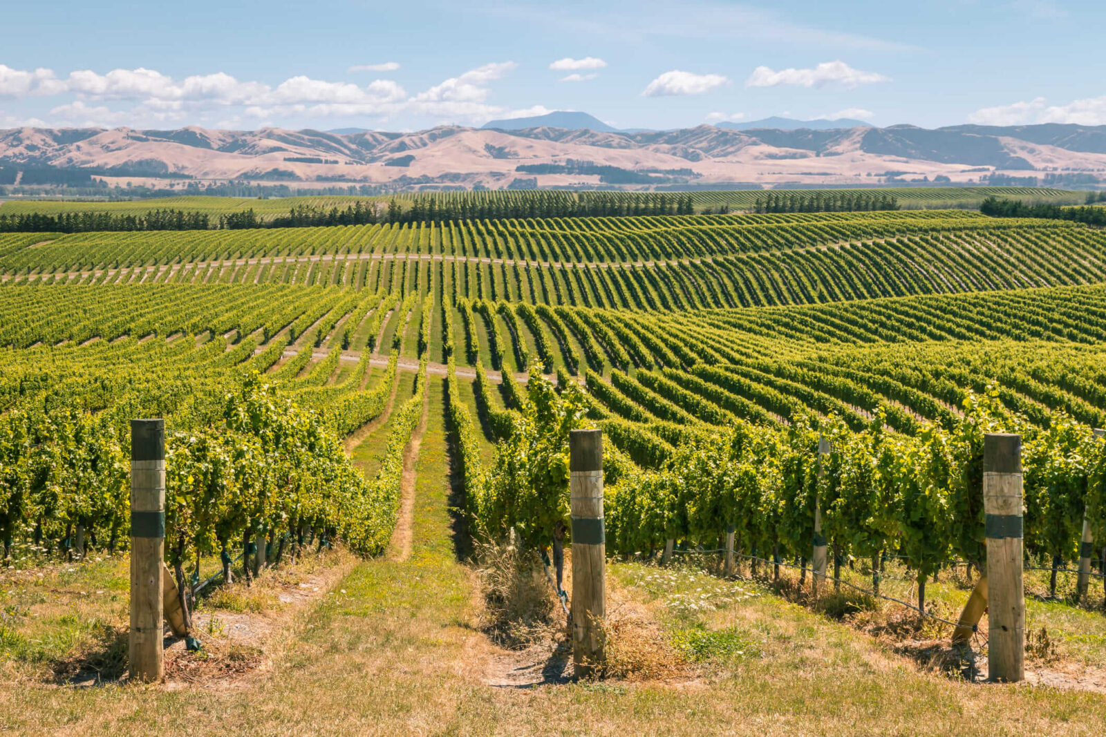 Rolling hills with vineyards in Marlborough region, South Island, New Zealand.